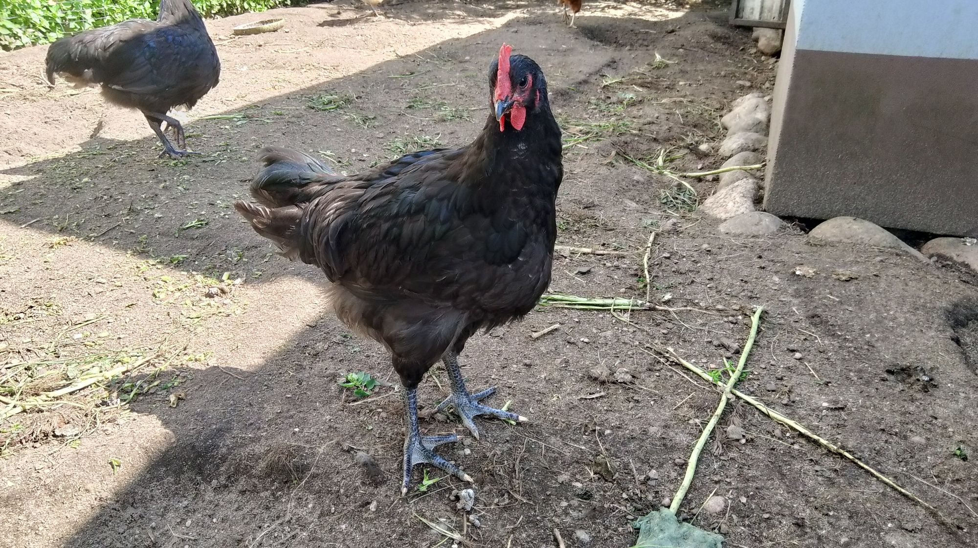 Koguty rasy Australorp
