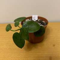 Hoya gigas ładna rosnąca sadzonka