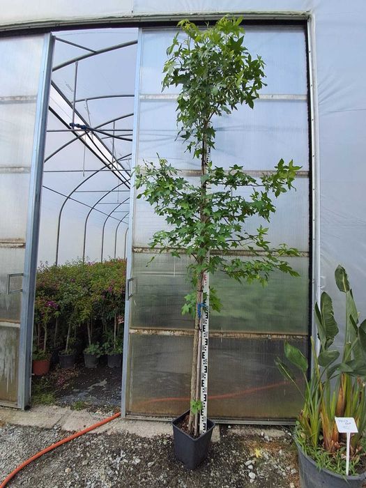 Ambrowiec amerykański  2m-2.5m