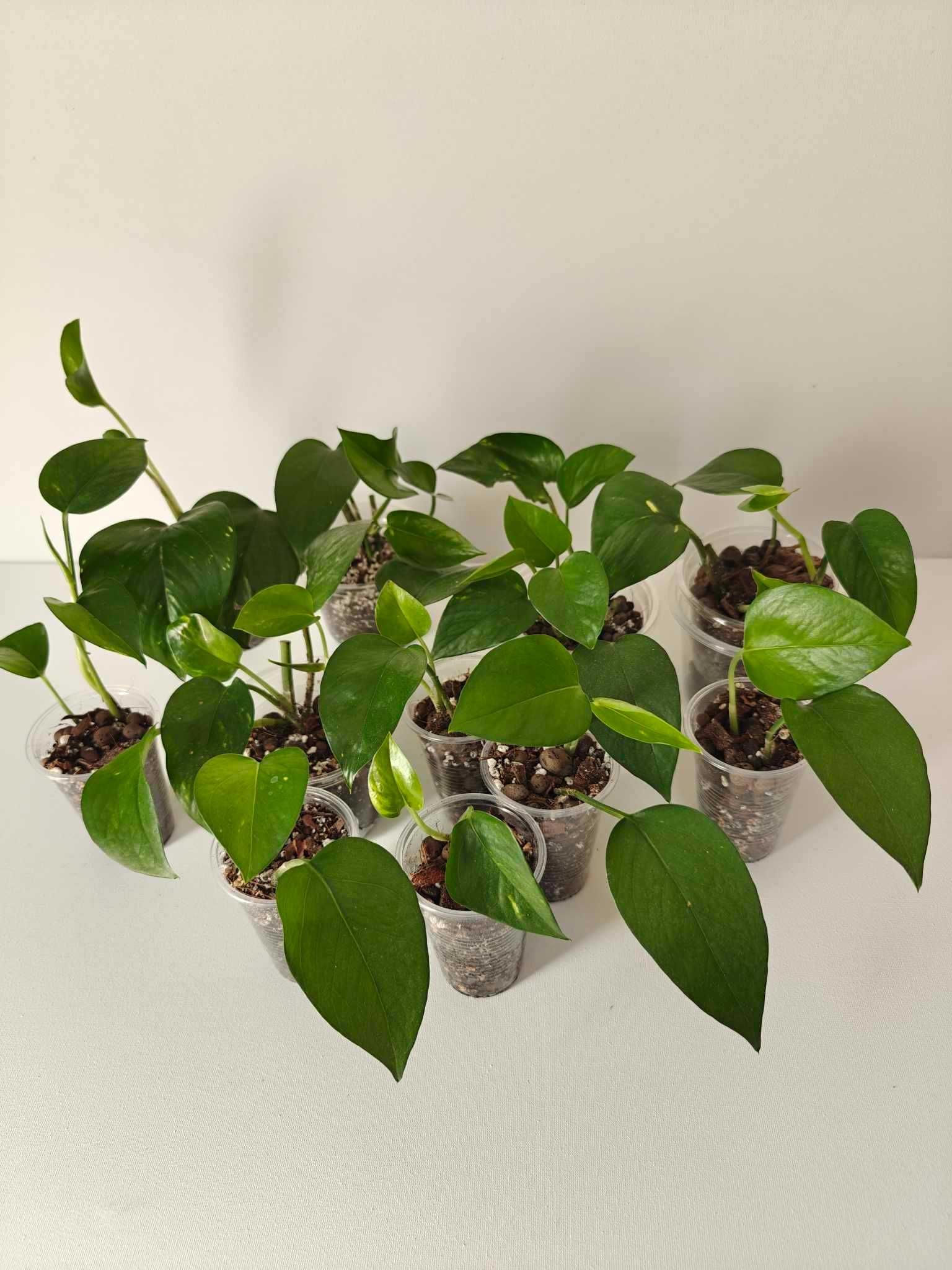Epipremnum Aureum zestaw 3 sztuk