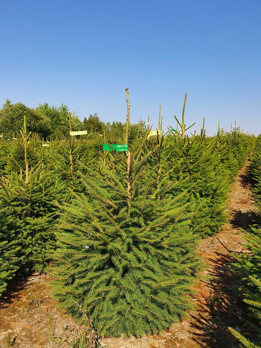 Świerk pospolity cięty 175-300 cm/ w donicy 80-175 cm/ TuChoinki.pl