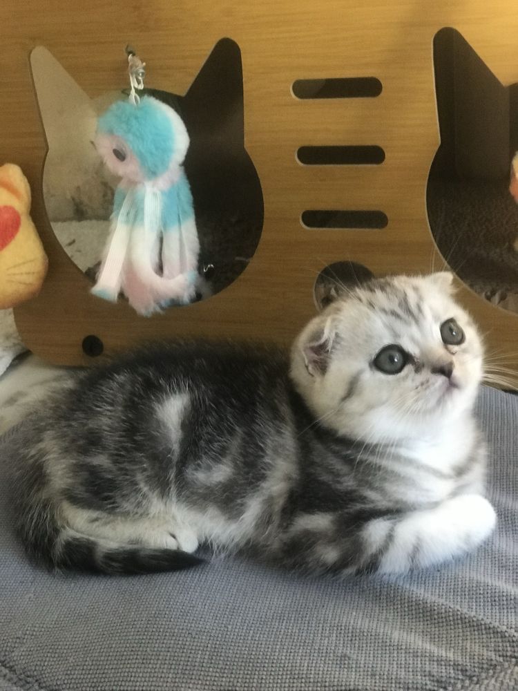 Котик шотландский 1,5 месяца