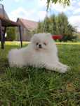 Szpic Miniaturowy Pomeranian — biała, puchata księżniczka