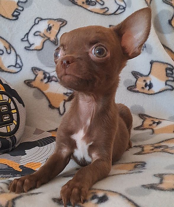 Лиловый мальчик чихуашечка