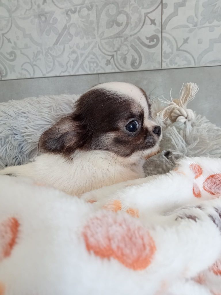 Rodowodowy długowłosy piesek biało-niebieski Chihuahua