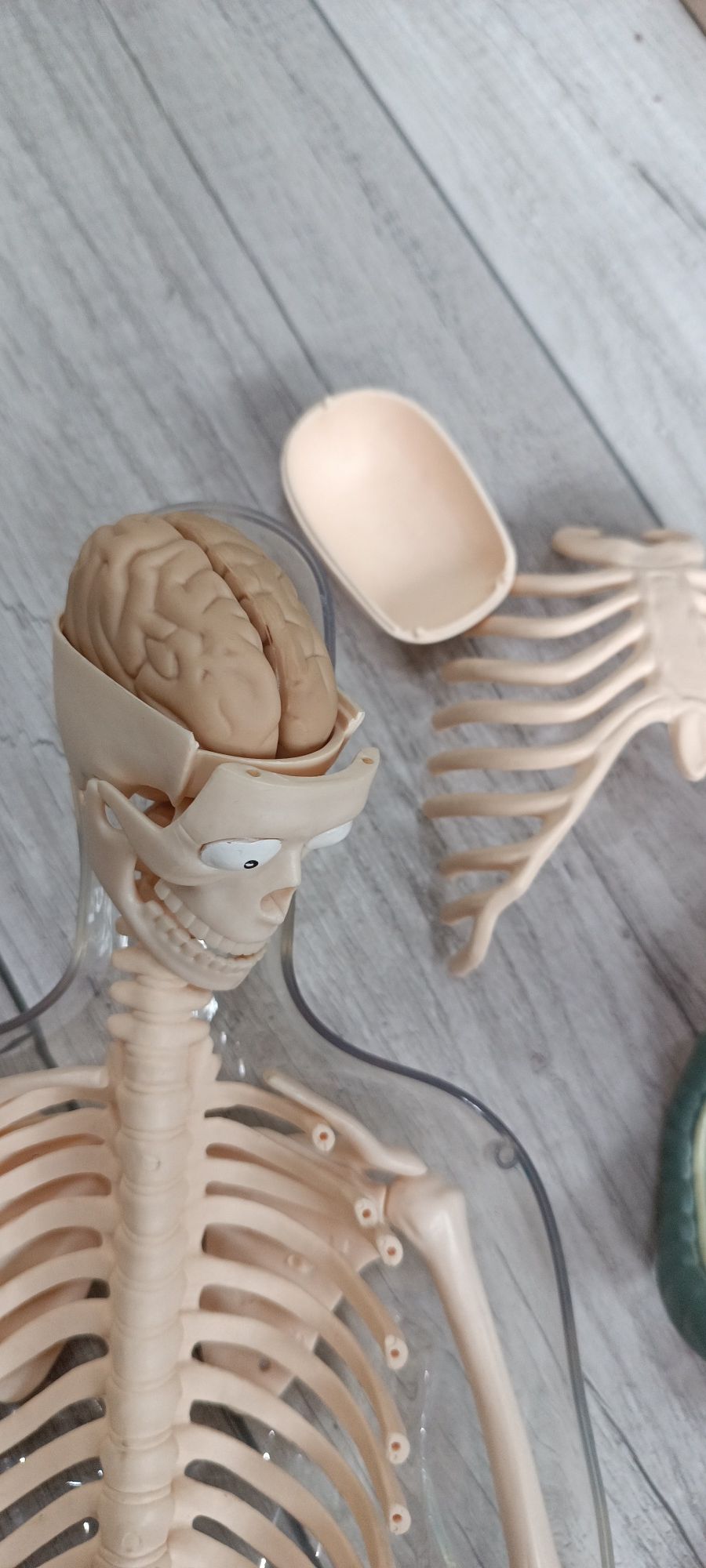 Скелет модель человека с органами
