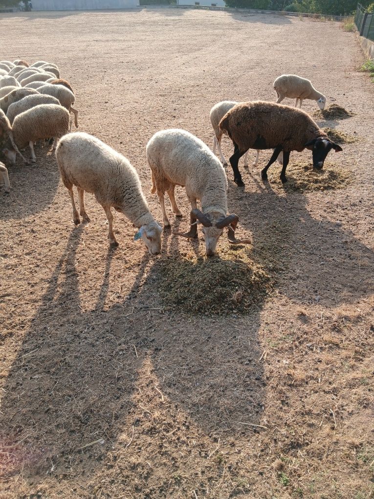 Carneiros Bordaleiros