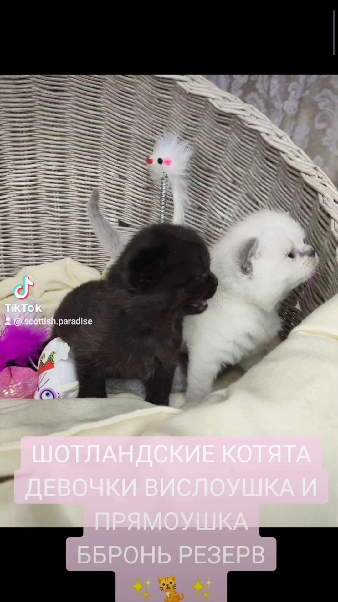 Продам Шотландських котяток