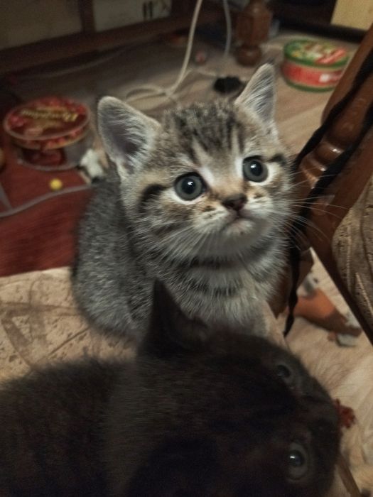 Очень красивые шотландские котята