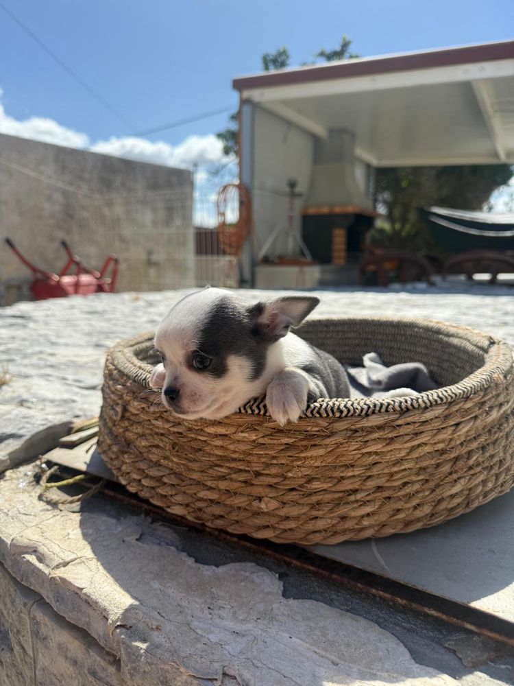 Chihuahua Excelente Linhagem