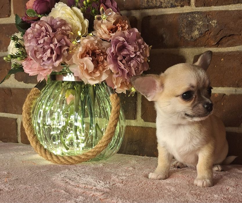 Śliczny beżowo biały szczeniaczek chihuahua krótkowłosy zarezerwowany