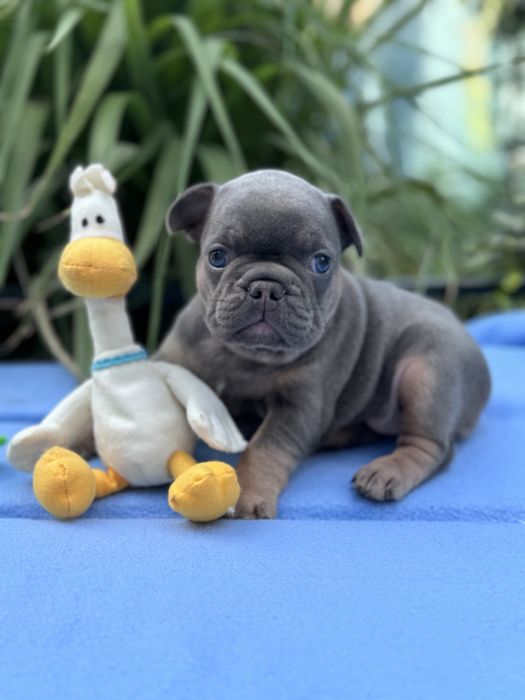 Дівчульки та хлопятка чекають на люблячі родини