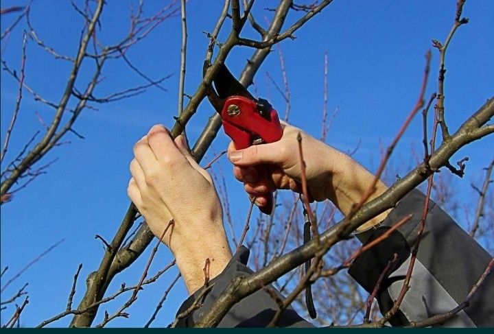 Обрізка дерев та обробка