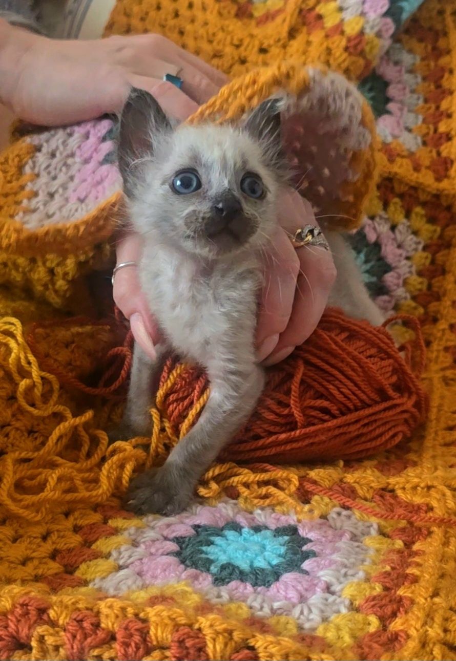 Gatinha bebé para Adoção no final do mes de Julho.