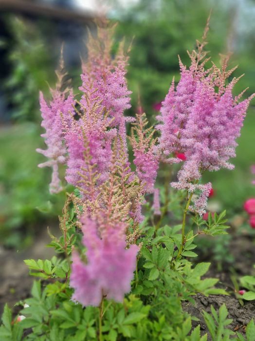 Саженцы цветы квіти саджанці