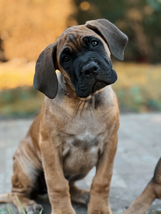 Cane Corso z rodowodem FCI , zkwp