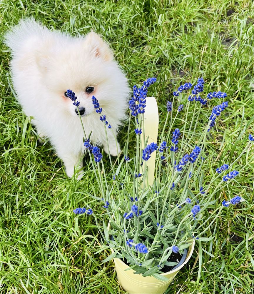 Pomeranian szpic miniaturowy ZKwP sliczny chlopczyk