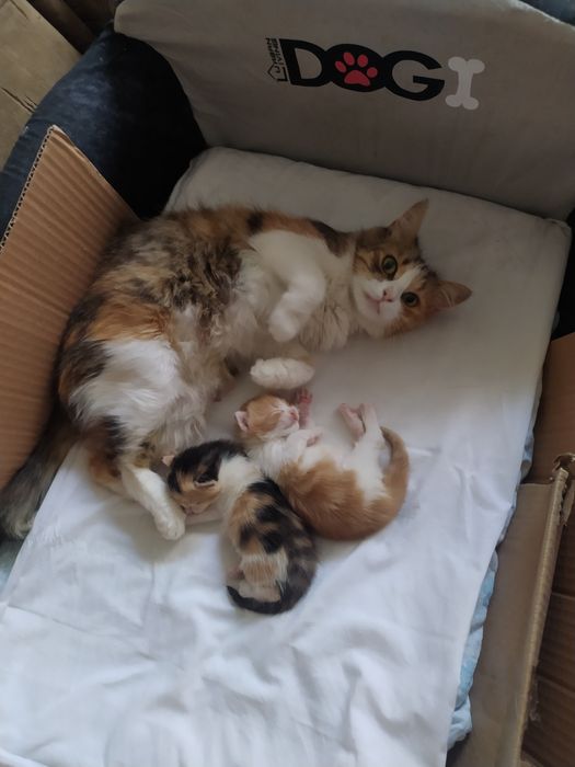 Віддам кошенят в добрі руки