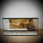 Terrarium szklane dla eublefarów lamparcich gekonów. AlleTerra