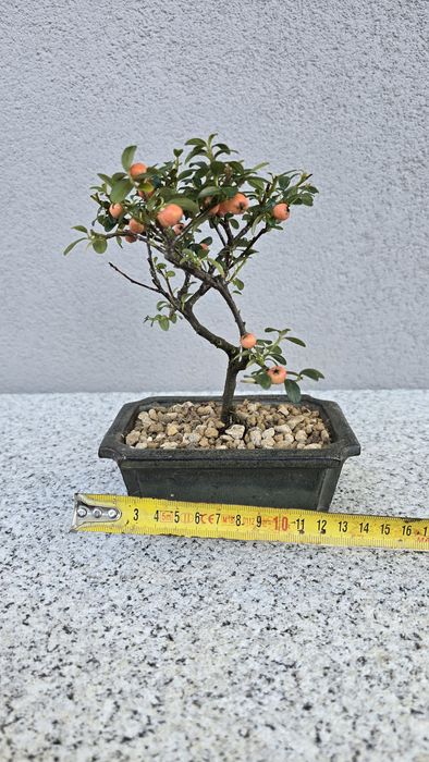 Pré bonsai Pyracantha
