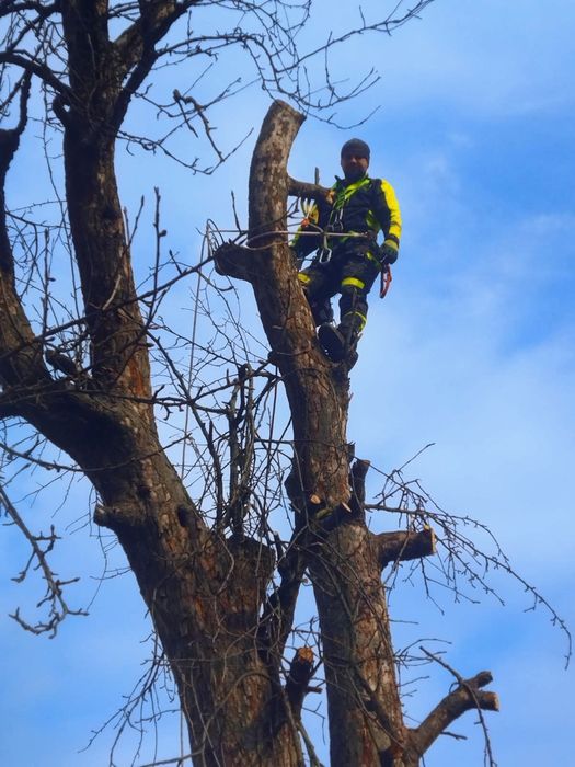 Видалення аварійних дерев, розпил дров, розчищення території