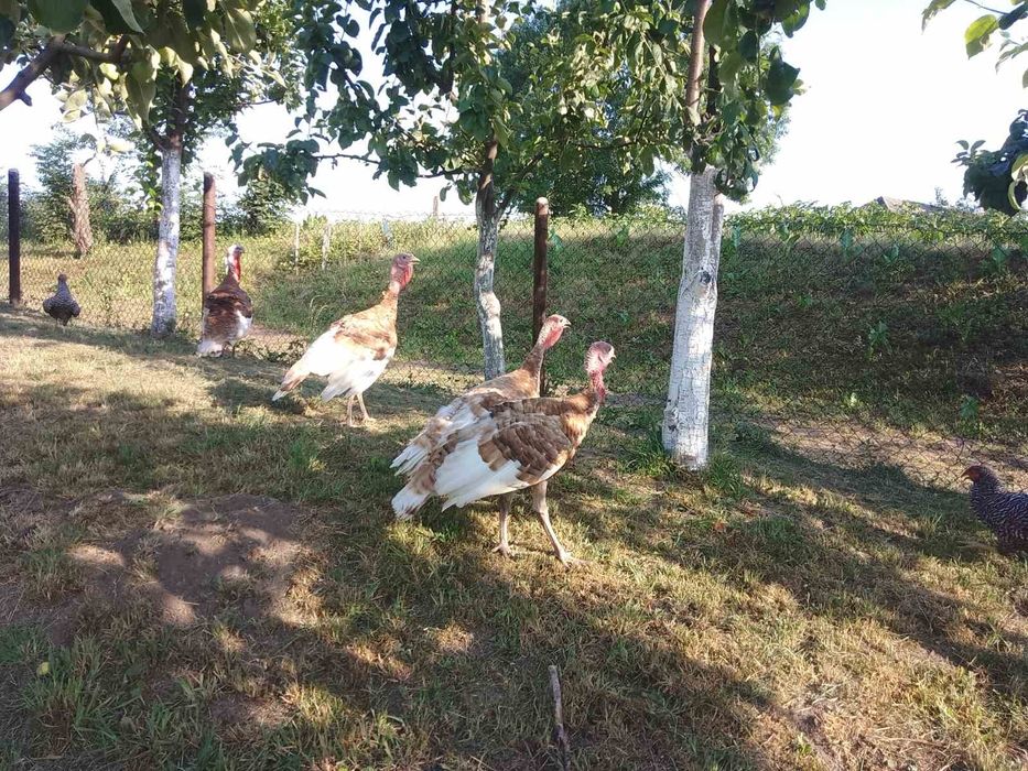 індики  червоний бурбон.яйця