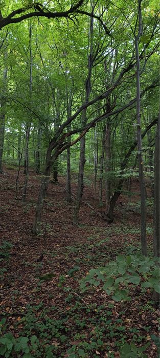Działka Leśna STRACONKA Bielsko-Biała 1,5 ha 15029m2