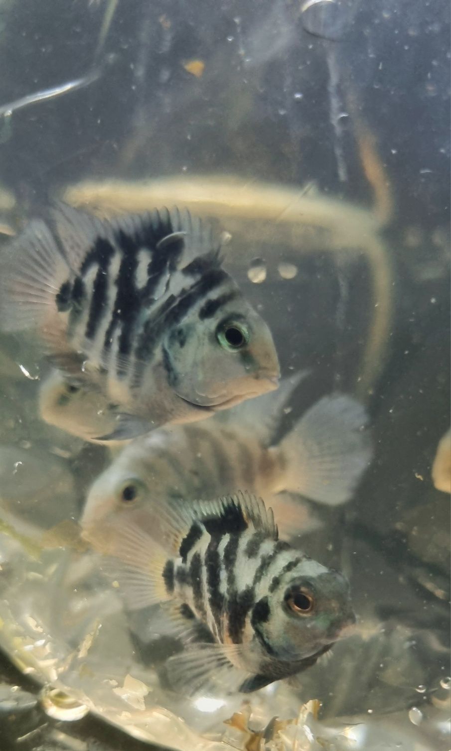 Pielęgnica papuzia Blue Tiger