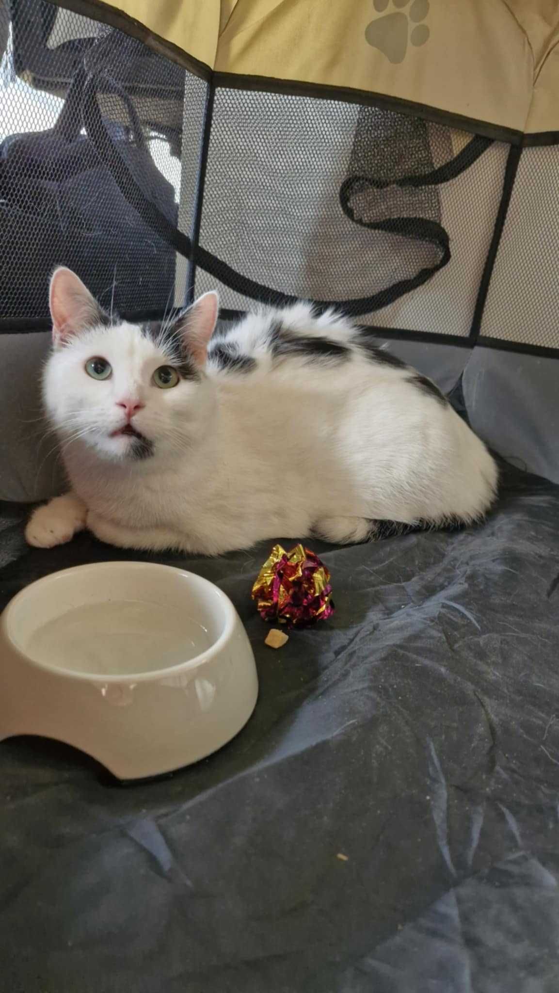 MIETEK cudowny kotek do adopcji