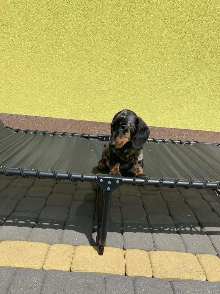 Jamnik miniaturowy krótkowłosy merle