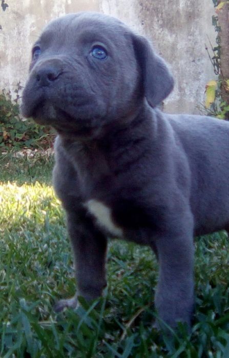 Cria de cane corso italiano