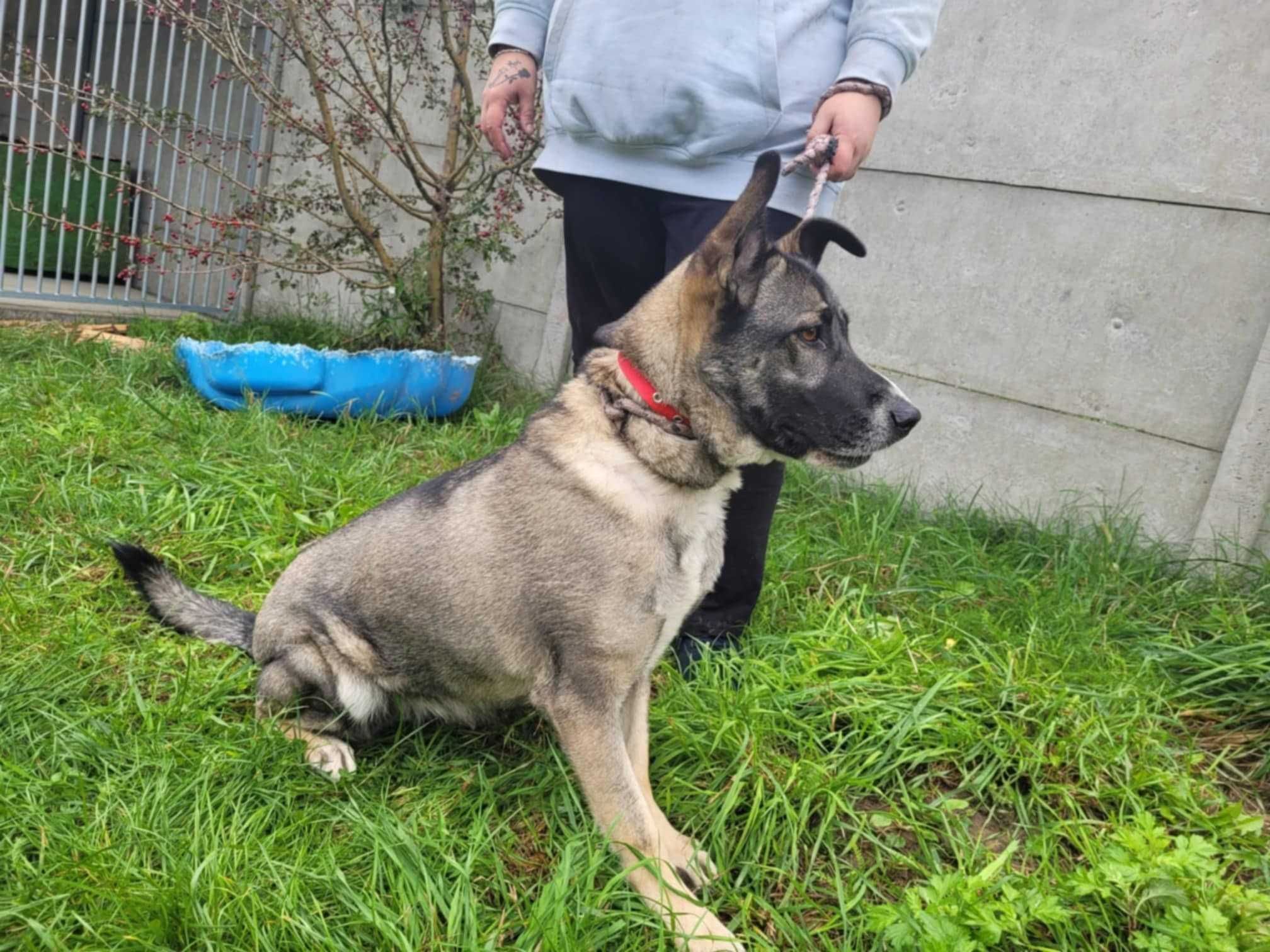 Wrażliwa IGA - mix owczarka i husky szuka domu !!