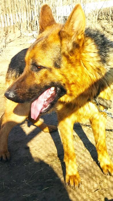 Пропоную кобеля для в'язки