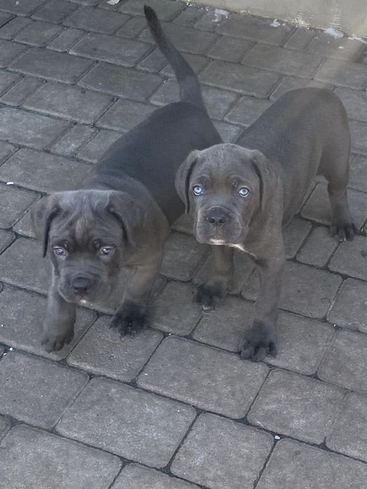 Кане Корсо щенки