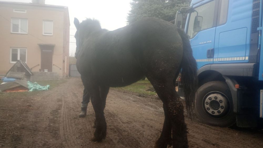 Sprzedam źrebice zimnokrwistą księga wstępna