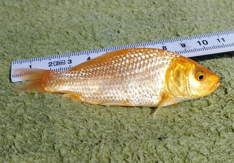 Karp Koi tegoorczny