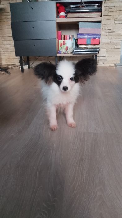Piesek Papillon Spaniel Kontynentalny