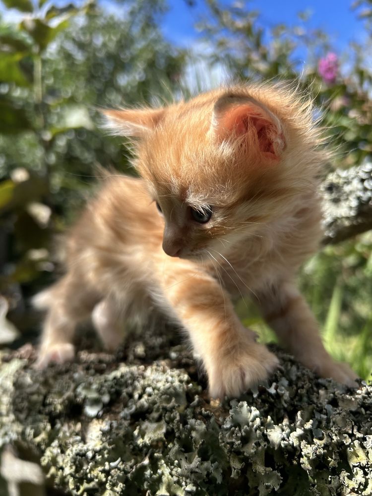 Gatinhos para adoção responsável