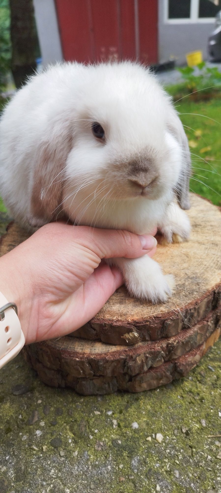 Królik miniaturka baranek mini lop karzełek Teddy