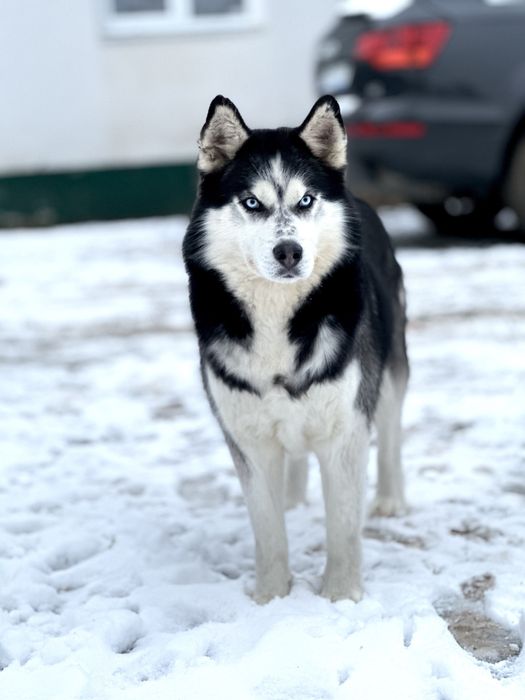 Кобель для вʼязки .