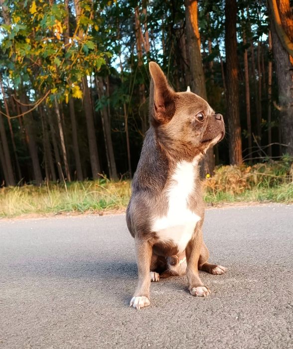 Pies Chihuahua niebieski dorosły