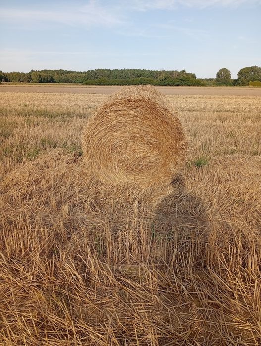 Sprzedam słomę 120