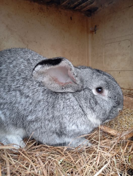 Króliki królik samiec samica