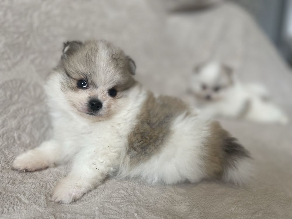 Pomeranian suczka mini