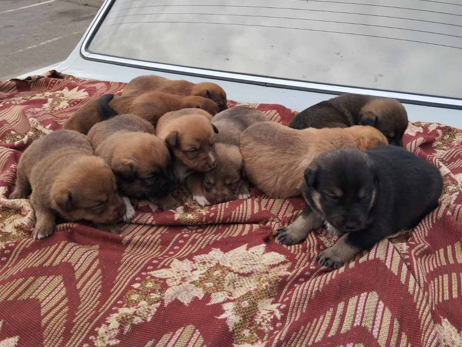 Цуценята шукають дім