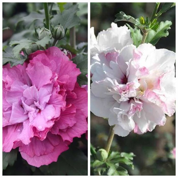 Гибискус махровый сир. "Дюк де Брабант" , "Френч Кабарет Пастель"