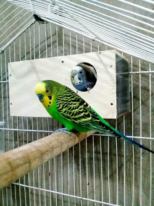 Periquito australiano macho