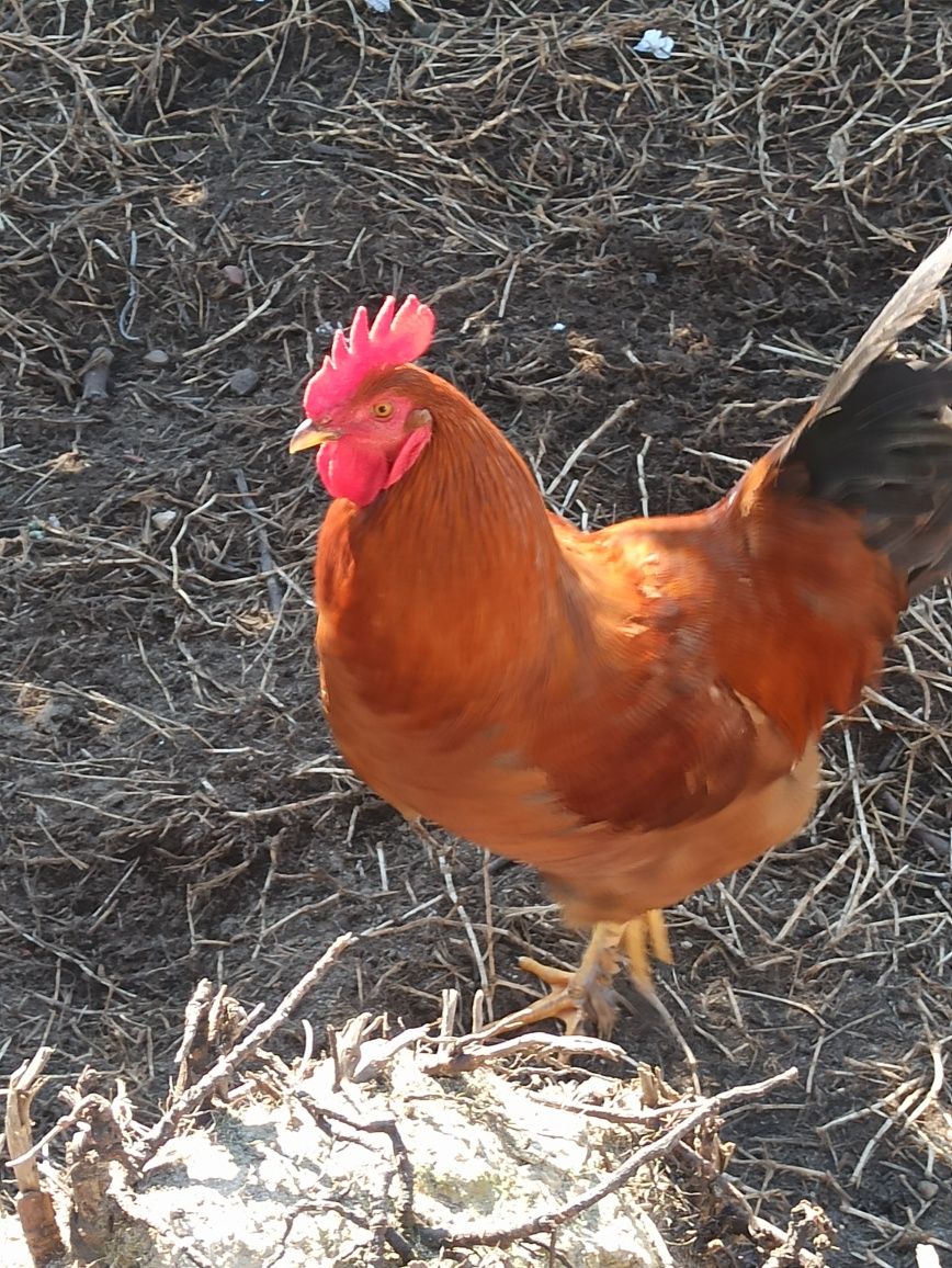 Leghorn/Aroucana/Brahma cedencia ovos