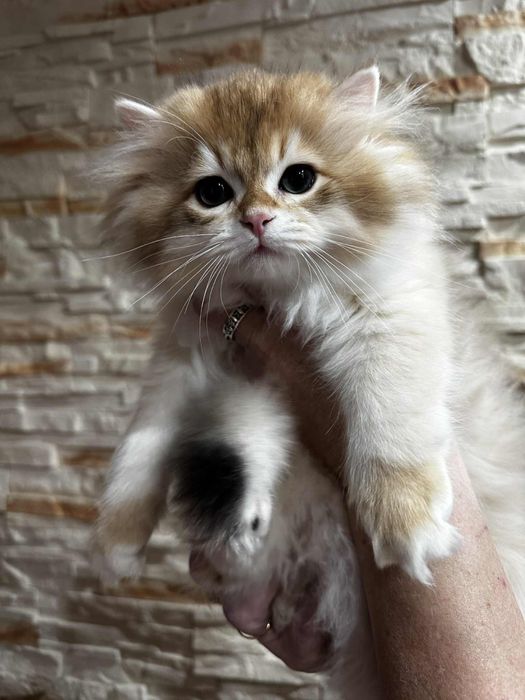 Kot brytyjski kocurek złoty