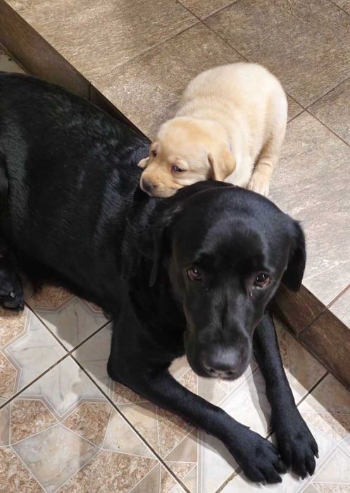Продам породистых  щенков Лабрадора 3 месяца готовы к переезду